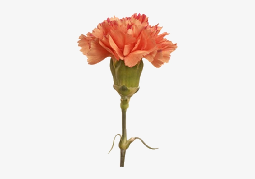 Independent Ask/rp Blog For Cagney Carnation, From - Carnation Flower, transparent png #913646