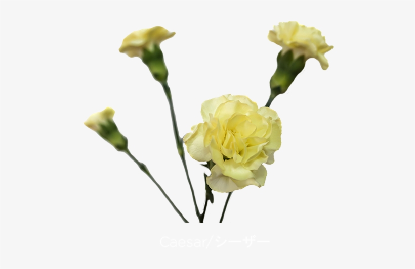 Added By Sunshine - Yellow Carnation Transparent, transparent png #913669