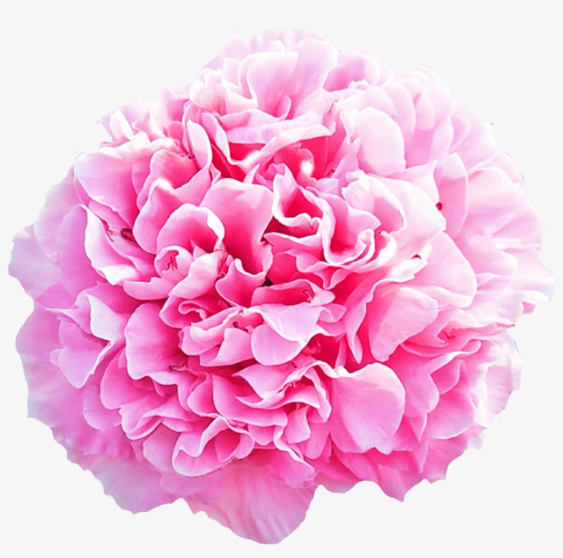 Peonies Boque Png, transparent png #913818