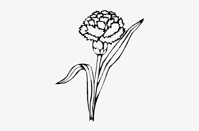 Carnation For Coloring, transparent png #913922