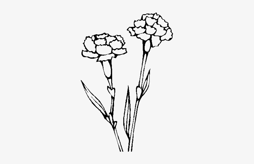 Drawn Carnation Transparent - Imagenes De Claveles Para Colorear, transparent png #913989