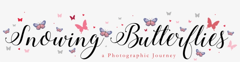 Thebutterflyboheme Crystal Bridal Head Wreath - Crystal, transparent png #914010