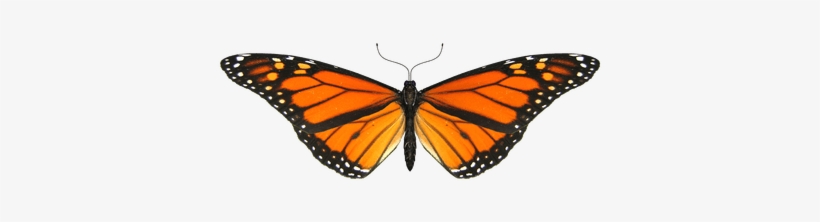 Mariposa Alas Pequeñas - Monarch Butterfly Transparent Gif, transparent png #914097