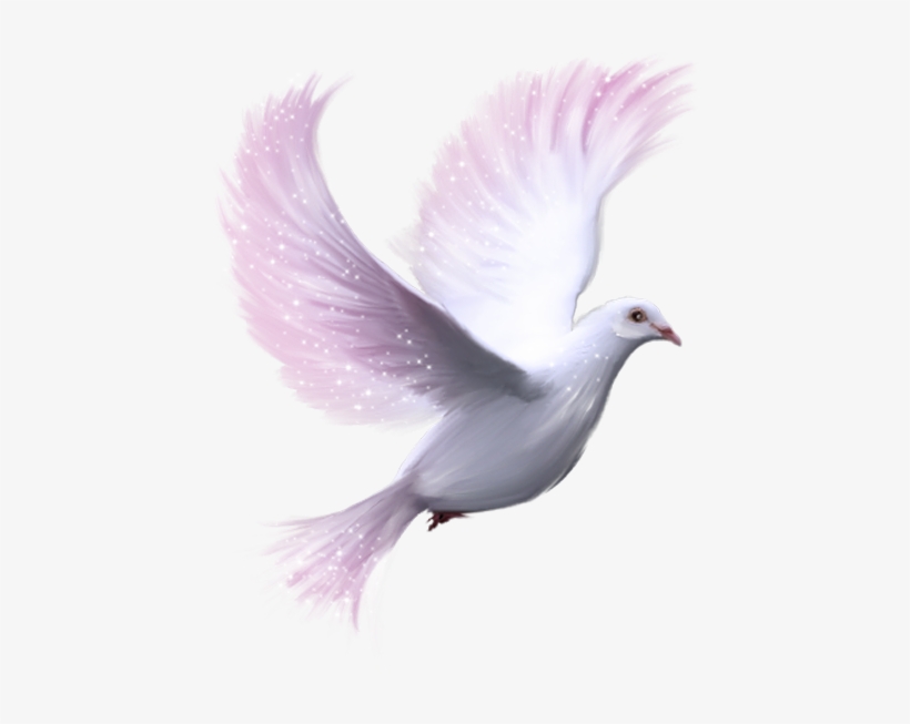 I Love You My Angel - White Dove Transparent Background, transparent png #914298
