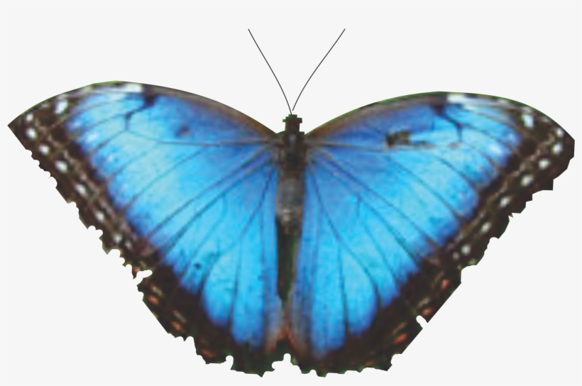 Mariposa 7, transparent png #914398