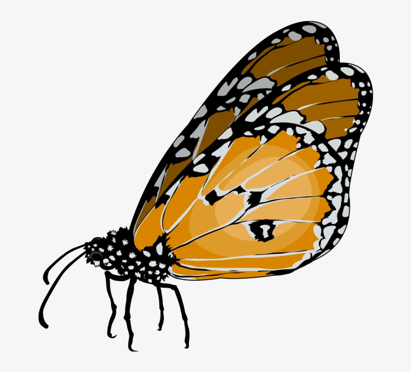 Mariposa Tigre - Plain Tiger, transparent png #914446