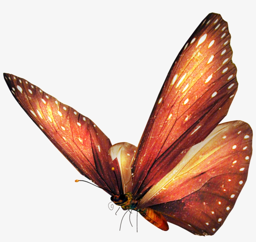 Imagenes De Mariposas Sin Fondo - Animales Png Sin Fondo, transparent png #914573