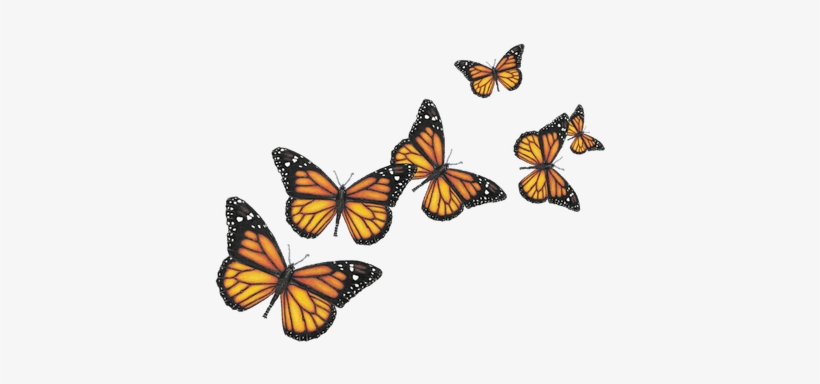 Butterfly Png, transparent png #914622