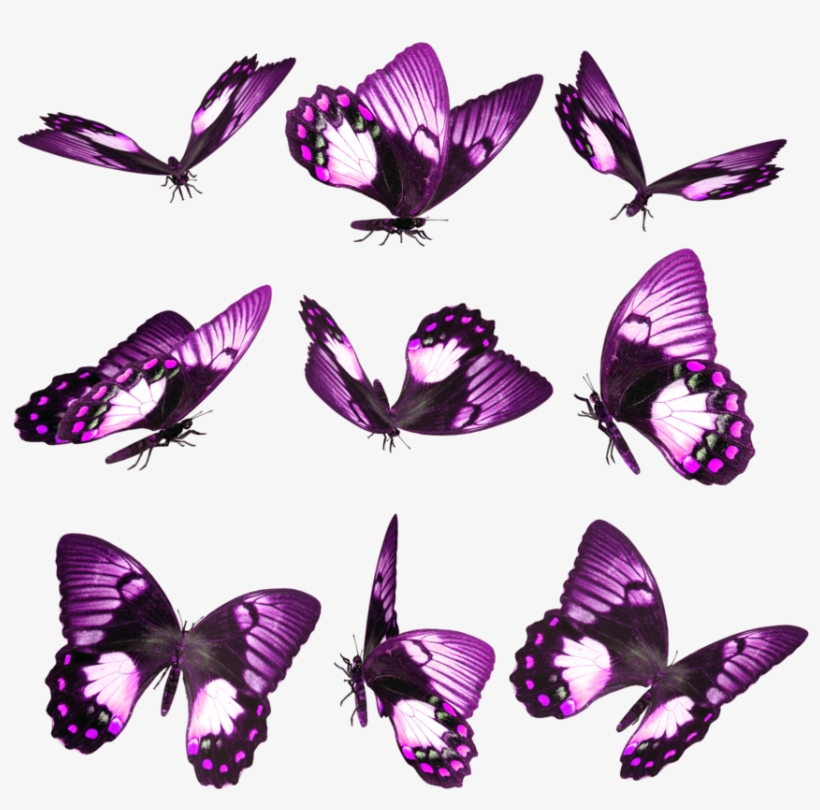 Hace Un Tiempo Estuve Traduciendo Una Guía Sobre Mariposas - Purple Butterfly On Finger Iphone 5 / 5s Case, transparent png #914669