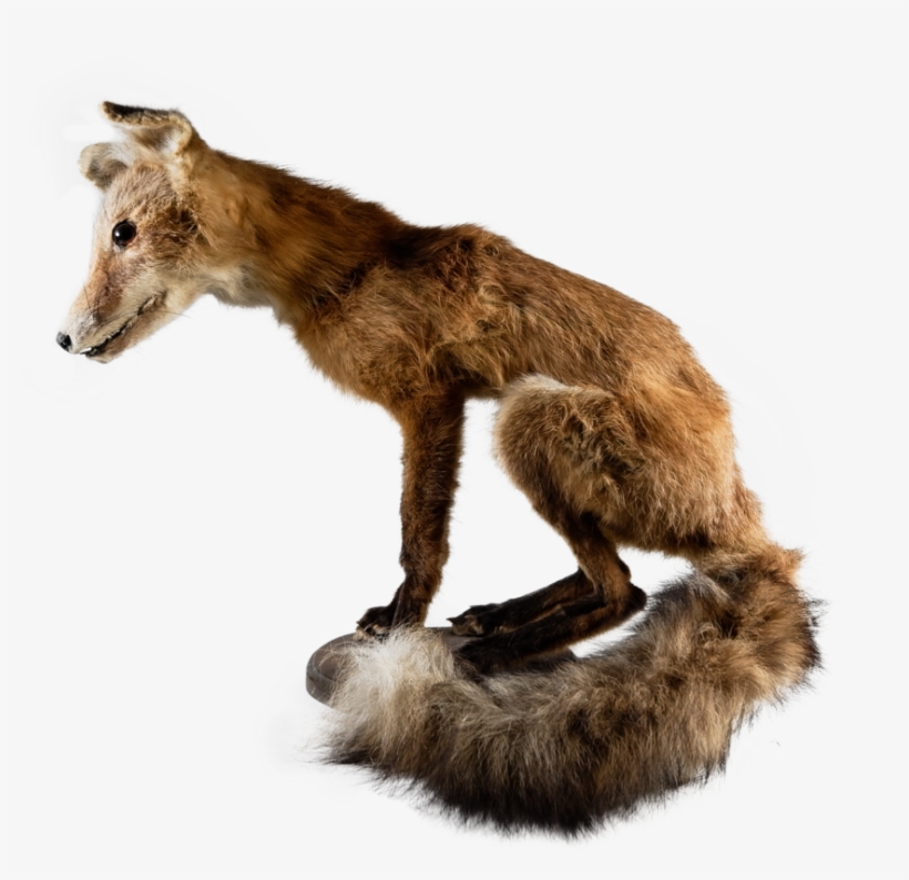 Fox Pearched On Wood Plank, transparent png #916998
