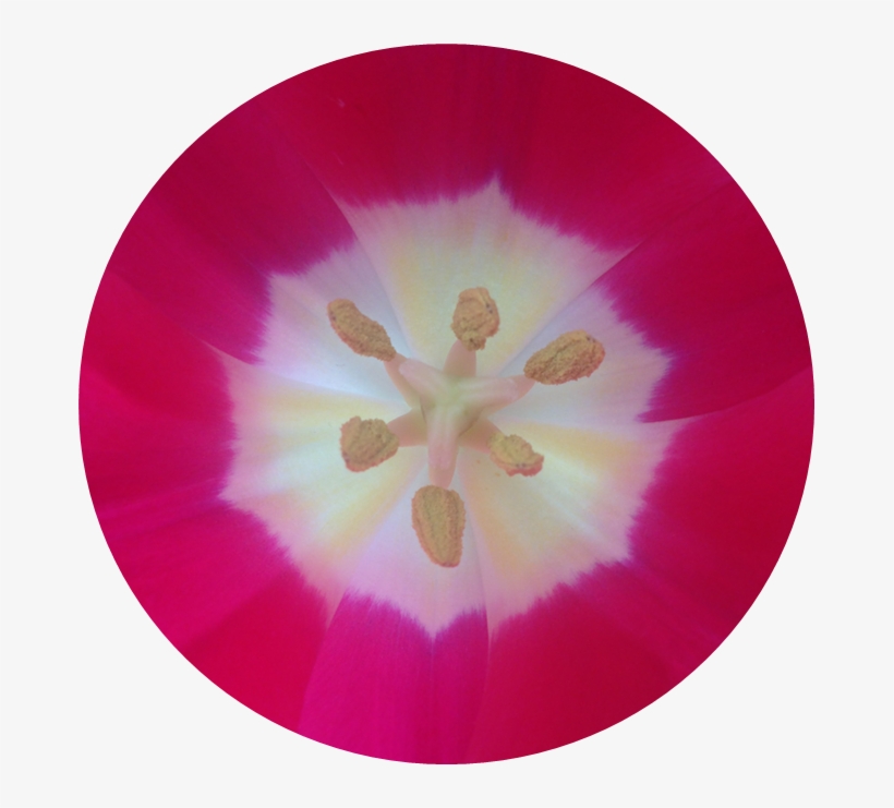 Sacred Geometry, transparent png #918275