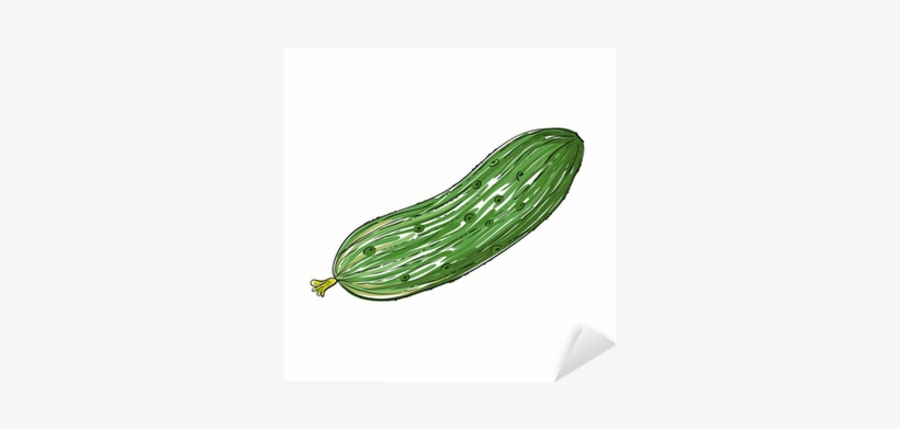Watercolor Cucumber Isolated On White, Vector Image - Силуэт Огурца, transparent png #918576