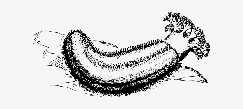 Original Png Clip Art File Sea Cucumber Svg Images, transparent png #919507