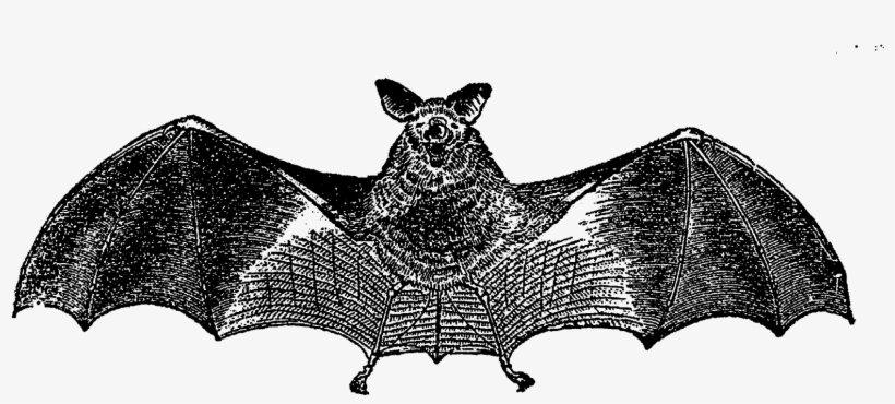 Scary Halloweeen Bat Images - Vampire Bat, transparent png #9102592