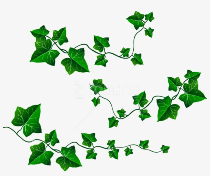 Free Png Download Vine Leaves Decorationpicture Clipart - Transparent Background Vines Clipart, transparent png #9102707
