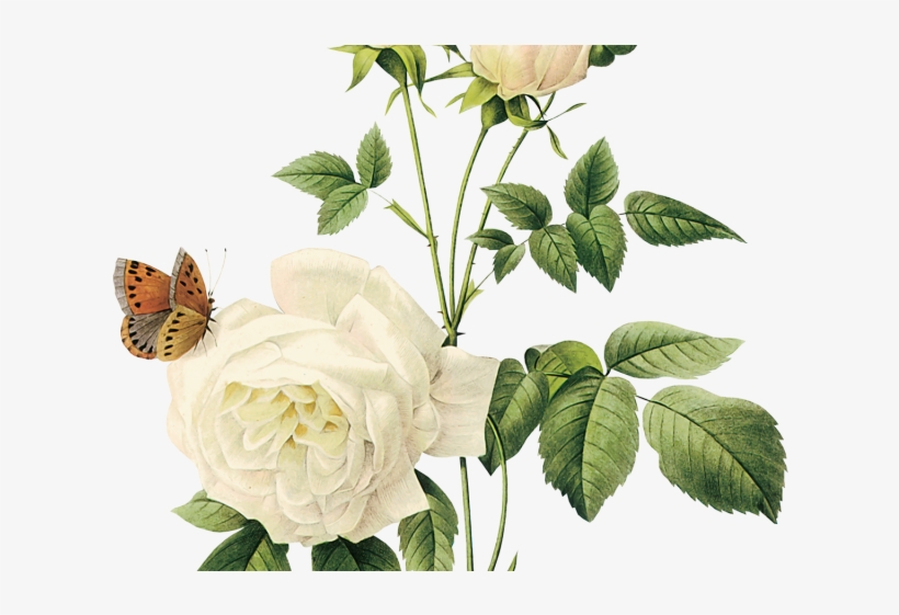 White Rose Clipart Png Format - White Flower Vintage Png, transparent png #9103061