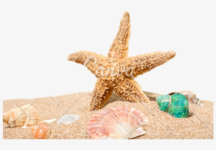Sand Photos By Canva - Starfish Beach Png, transparent png #9103232