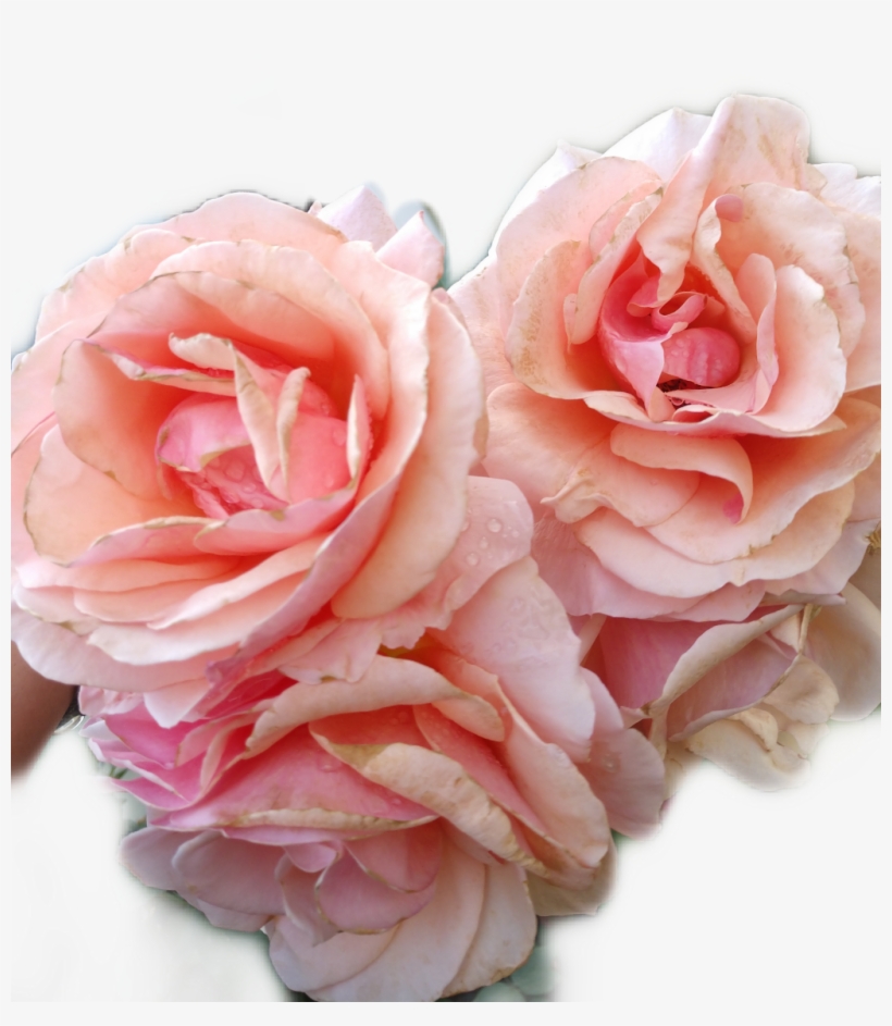 #rose #pink #floral #aesthetic #pretty #lovelty - Hybrid Tea Rose, transparent png #9103234
