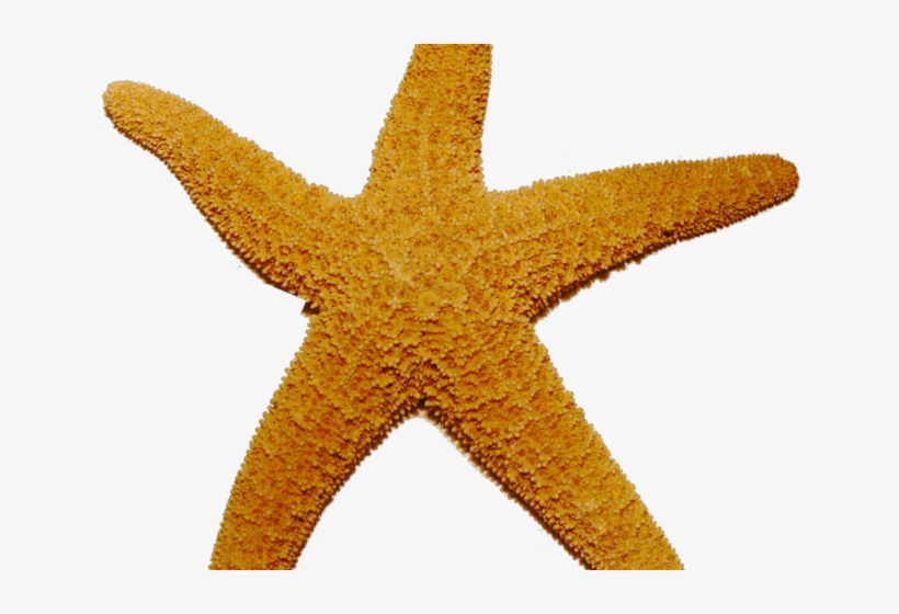 Starfish Png Transparent Images - Starfish Transparent, transparent png #9103298