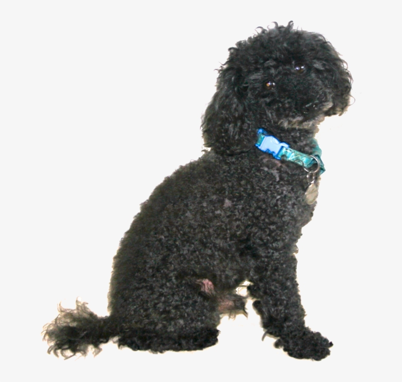 Carlos - Toy Poodle, transparent png #9105025