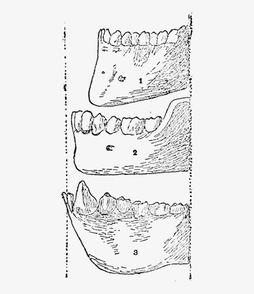 Profile Of Lower Jaws - Line Art, transparent png #9106456