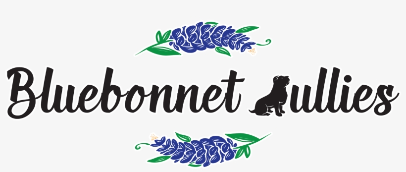 Facebook Instagram Bonnetbullies@gmail - Graphic Design, transparent png #9107520