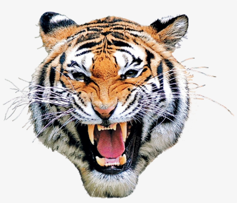#tiger #mask #head #eyes #animal #animalface - Tiger Of Bangladesh, transparent png #9110521