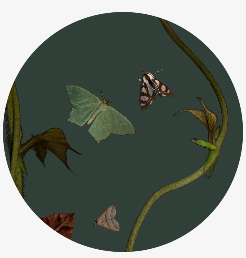 “untitled ”, - Moth, transparent png #9111071