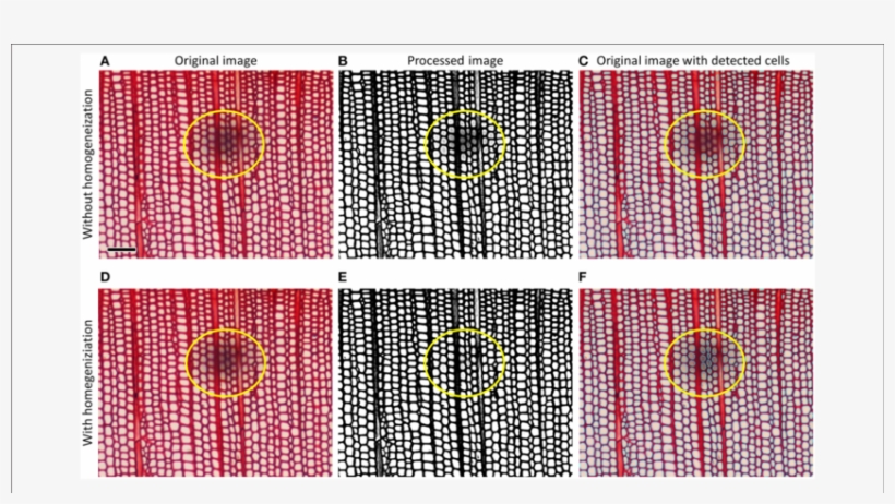 Top Row Shows How Tracheid Lumina Obscured By A Dust - Circle, transparent png #9111121