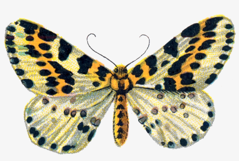File - Abraxas Grossulariata - Png - Riodinidae, transparent png #9111209
