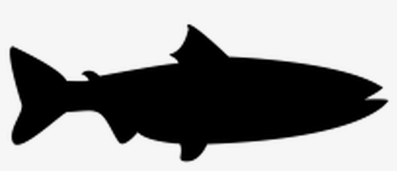 Fish Vector Shape, transparent png #9111578