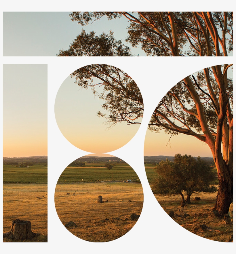 Secure Your Vine Today - Grass, transparent png #9112872