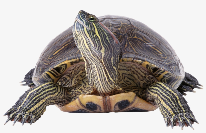 Download Turtle Png Transparent Images Transparent - 1366 768 高清 壁纸, transparent png #9113728
