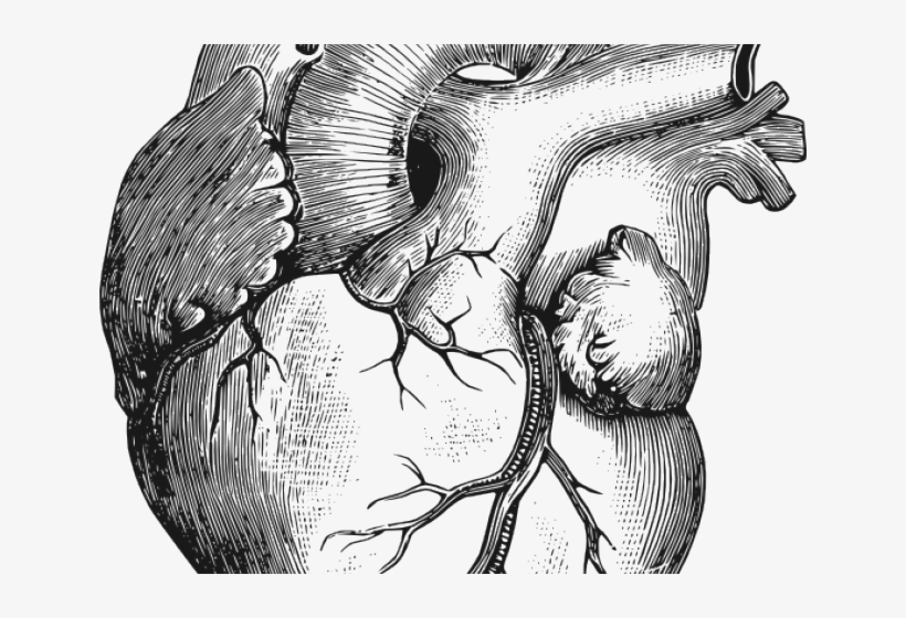 Drawn Broken Heart Realistic - Anatomic Heart, transparent png #9115297