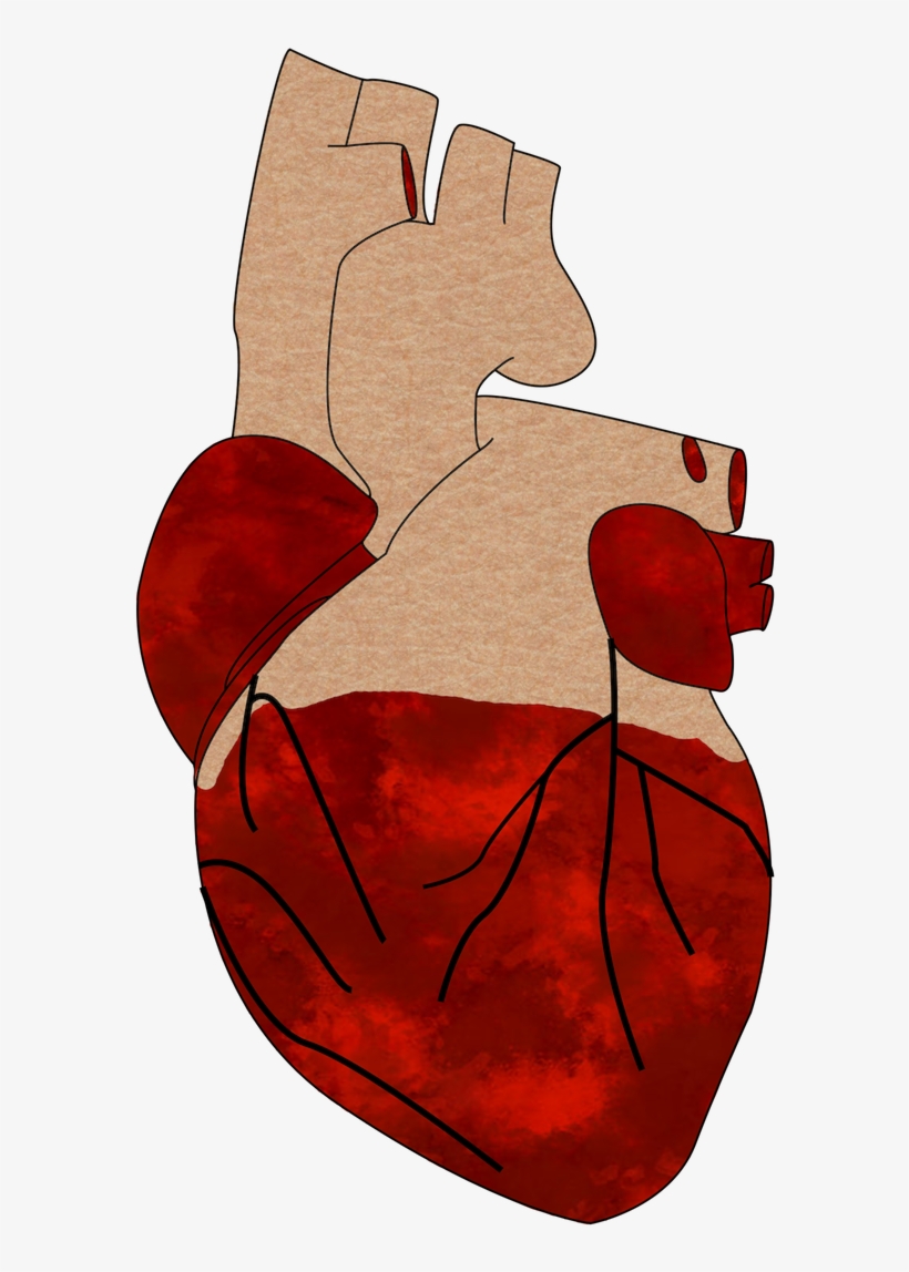 A Realistic Heart - Cartoon, transparent png #9115345