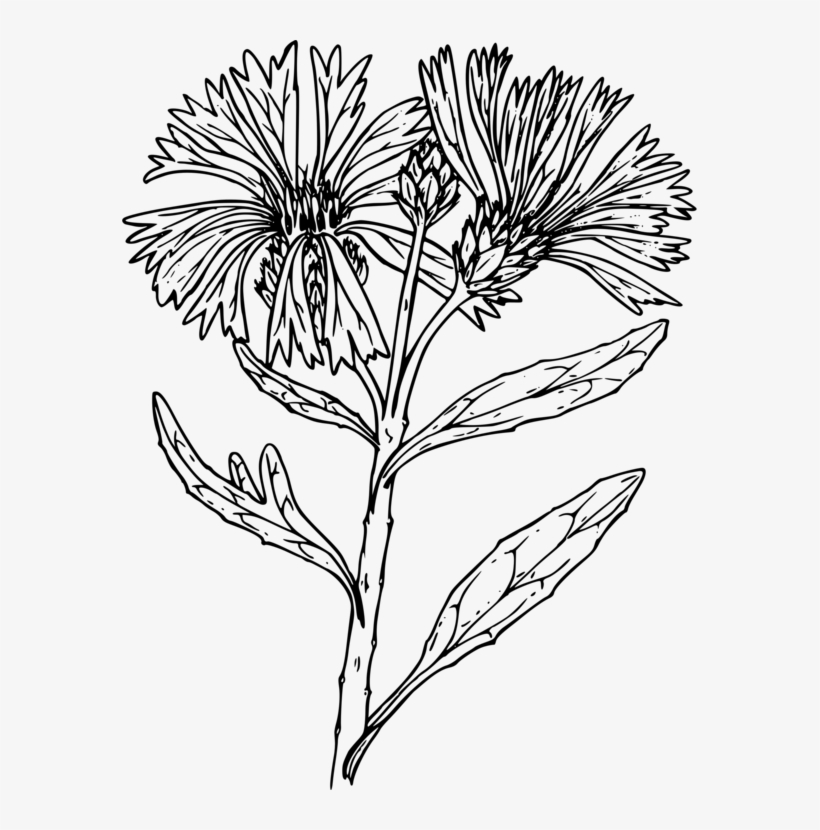 Black And White Line Art Floral Design Drawing Flower - Wildflower Line Art Png, transparent png #9117942