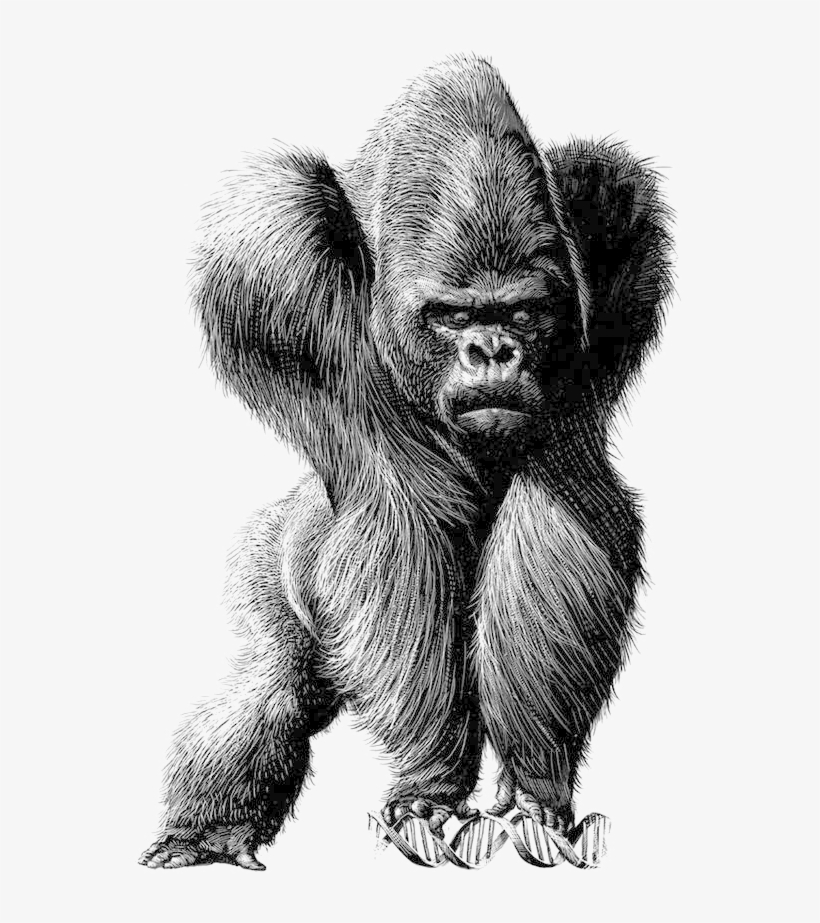 Clip Art Transparent Library Spain Chile Satire Illustration - Gorilla Illustration, transparent png #9118552
