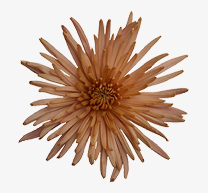 Anastasia Bronze Fuji Anastasia Bronze Fuji - Chrysanths, transparent png #9118951