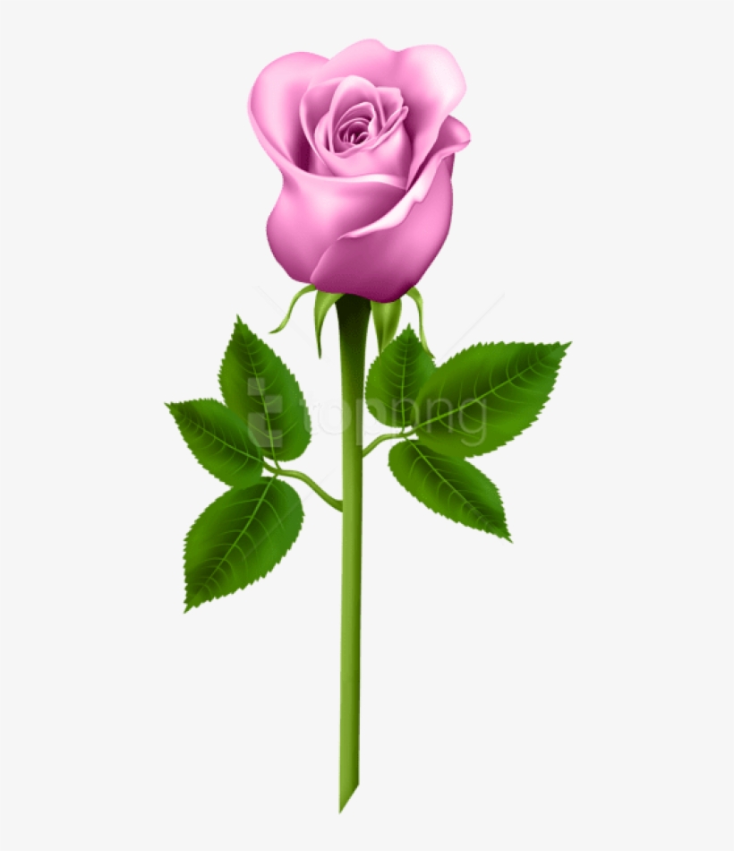 Free Png Download Pink Rose Png Images Background Png - Roses Png, transparent png #9119350