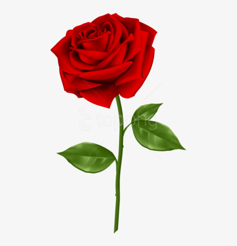 Free Png Download Red Rose Png Images Background Png - Red Rose With Transparent Background, transparent png #9119355