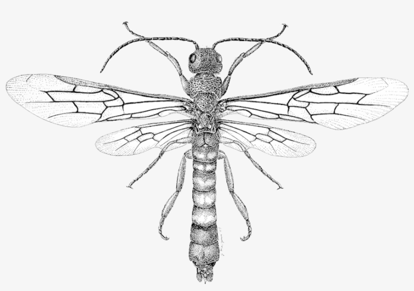 Dragonfly Tattoos Png Background - Bugs And Insects Drawings, transparent png #9122944