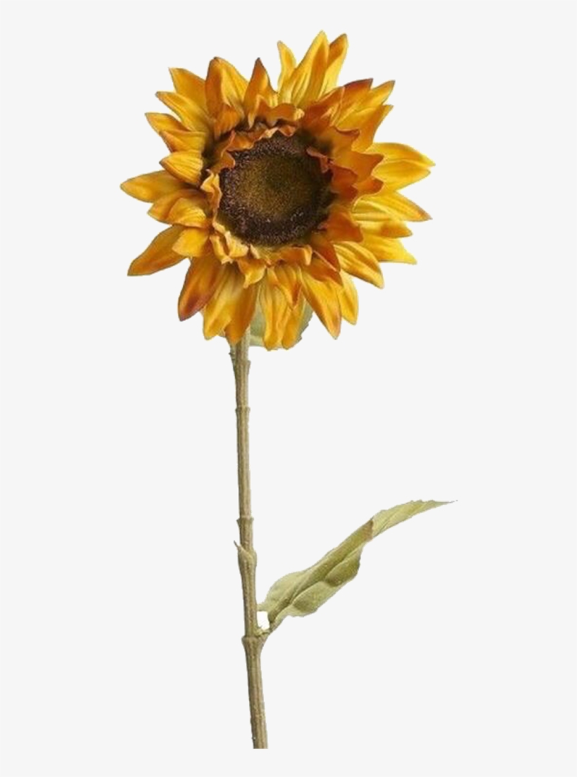 Sunflower Sticker, transparent png #9124515