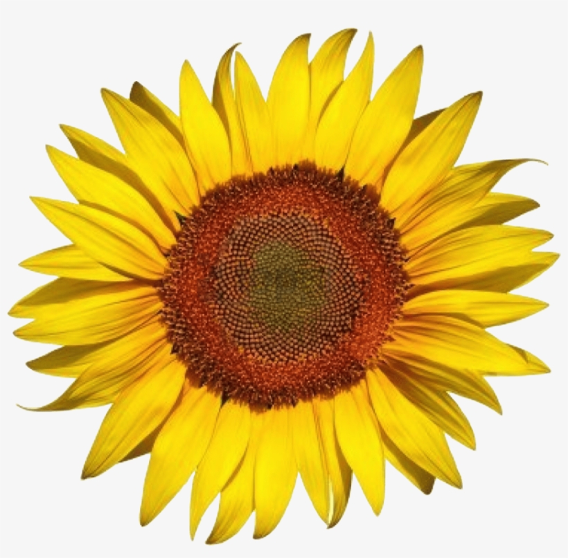 Free Png White Sunflower Png Png Image With Transparent - Common Sunflower, transparent png #9124686