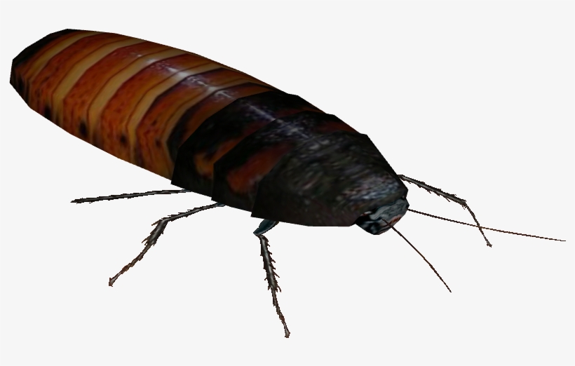 Cockroach Png - Madagascar Hissing Roaches Png, transparent png #9128732