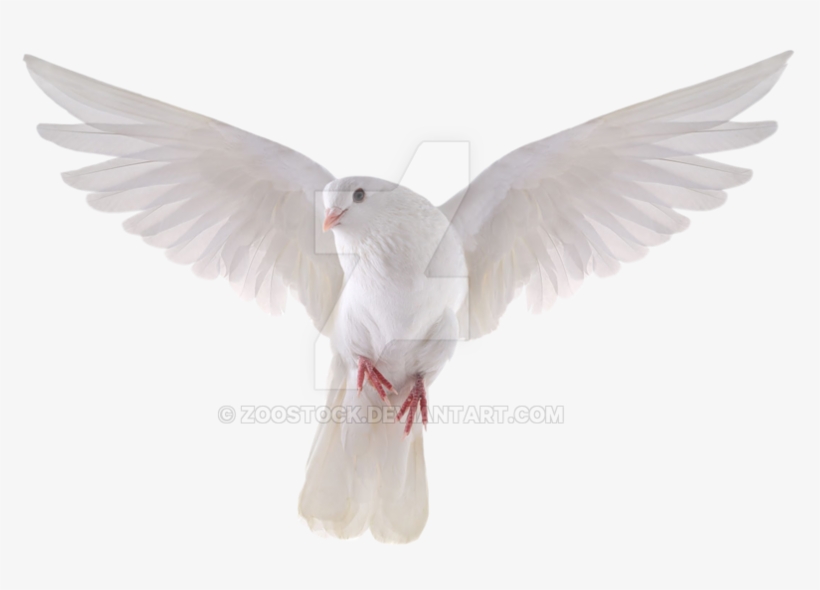 Dove Png Transparent Background - Flying Dove, transparent png #9136138