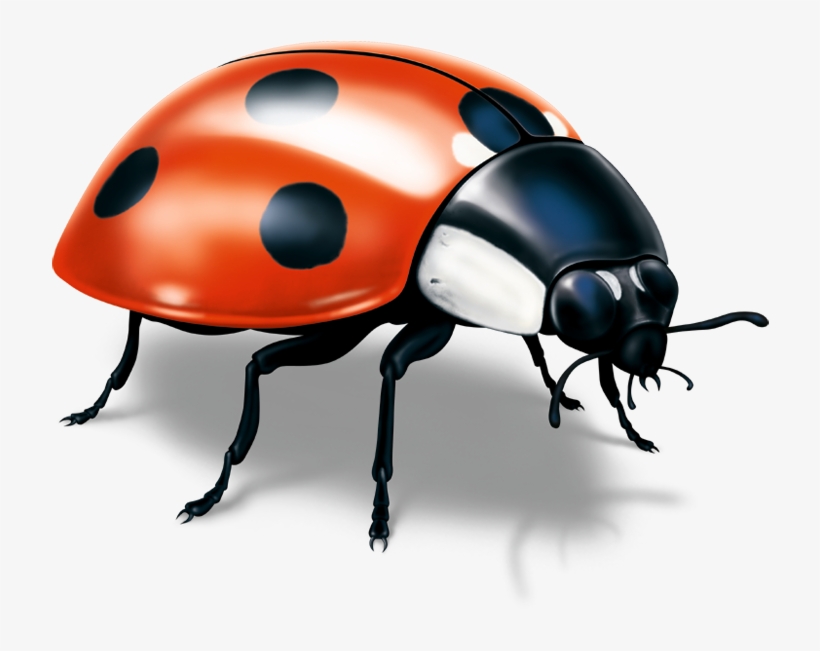 Broschüren Mit Klebebindung Können Mit Hochwertiger - Ladybug, transparent png #9137265
