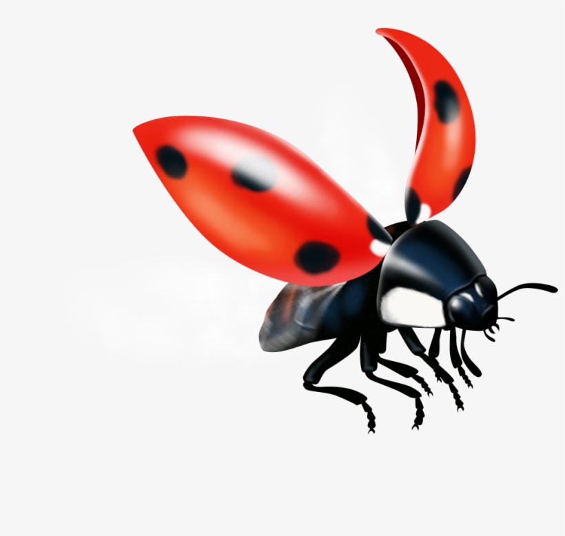 Broschüren Mit Klebebindung Können Mit Hochwertiger - Ladybug, transparent png #9137482