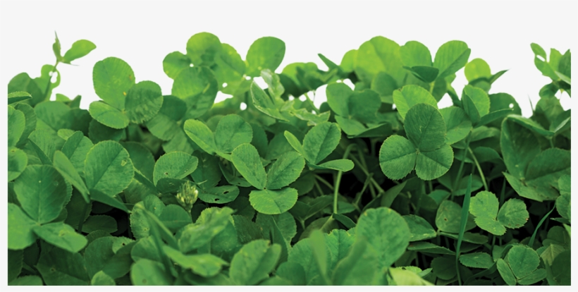 Chengeta Crop Care - Wood Sorrel Family, transparent png #9139009