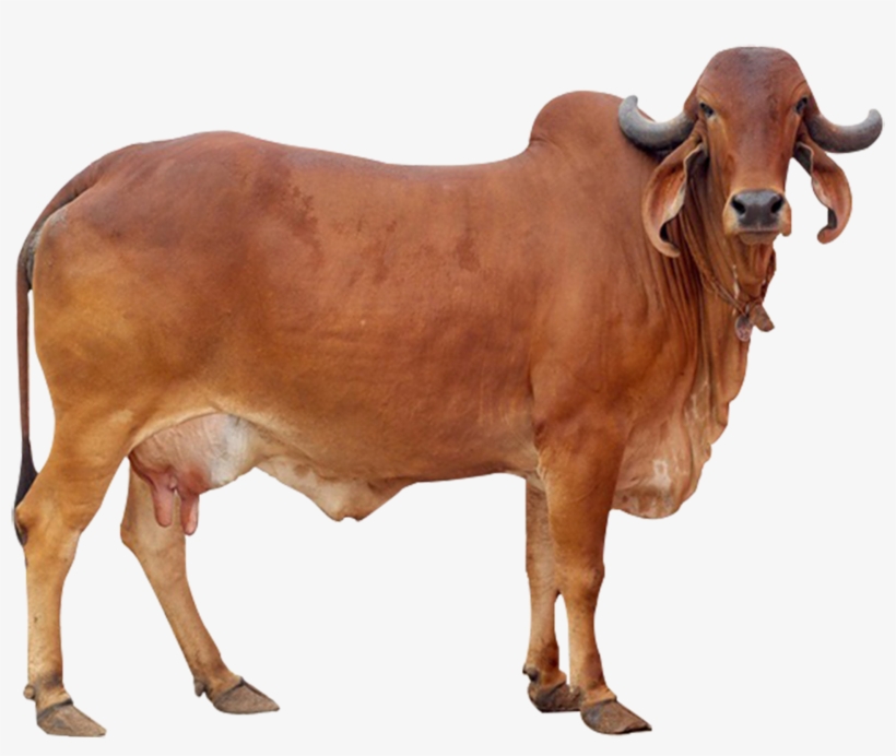 Distinctive Features Of Gir Cow - Desi Gir Cow Png, transparent png #9139208