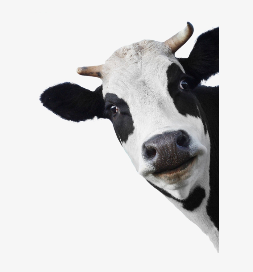 Sunday 28 April - Vache Face, transparent png #9139383